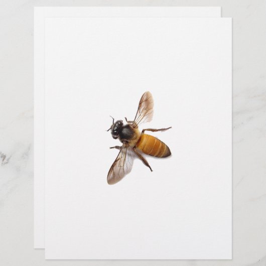 Cute honey bee bee bumble bee (Front/Back)