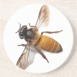 Cute Honey Bee bee bumblebee Drink Coaster