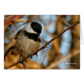 Cute Hopeful Black-Capped Chickadee Songbird (Front Horizontal)