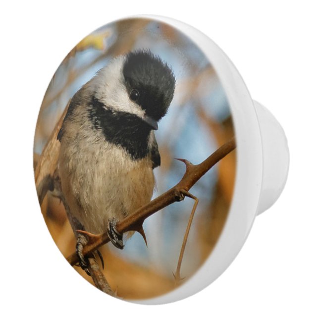 Cute Hopeful Black-Capped Chickadee Songbird Ceramic Knob (Right)