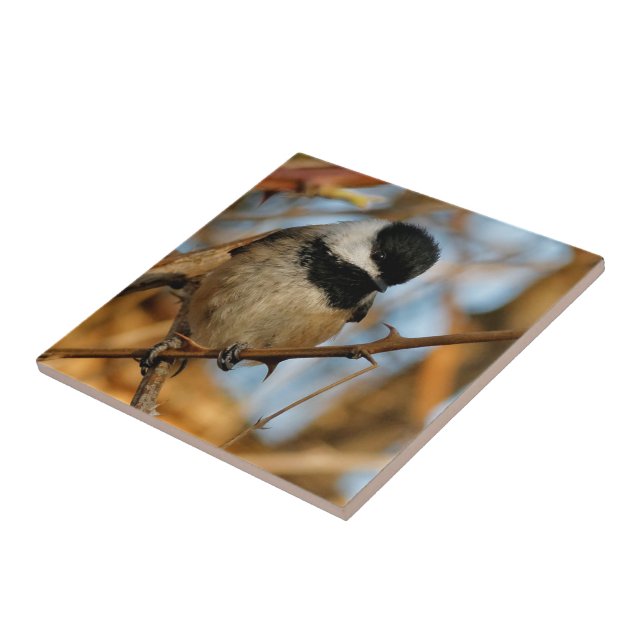 Cute Hopeful Black-Capped Chickadee Songbird Ceramic Tile (Side)