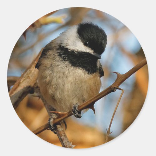 Cute Hopeful Black_Capped Chickadee Songbird Classic Round Sticker