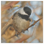 Cute Hopeful Black-Capped Chickadee Songbird Fabric
