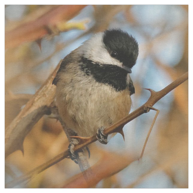 Cute Hopeful Black-Capped Chickadee Songbird Fabric (Swatch)