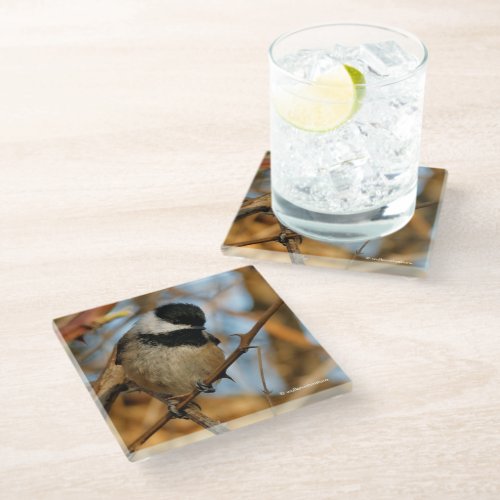 Cute Hopeful Black_Capped Chickadee Songbird Glass Coaster