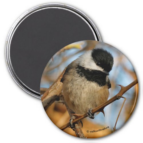 Cute Hopeful Black_Capped Chickadee Songbird Magnet