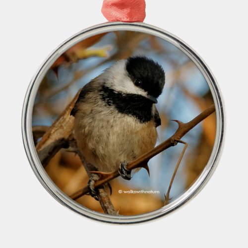 Cute Hopeful Black_Capped Chickadee Songbird Metal Ornament