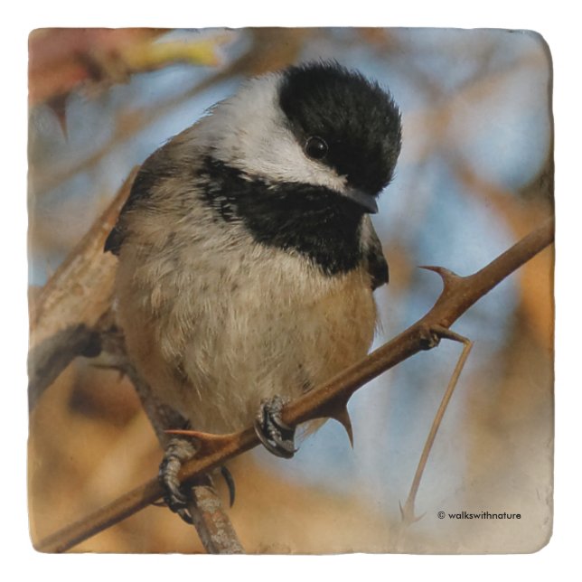 Cute Hopeful Black-Capped Chickadee Songbird Trivet (Front)