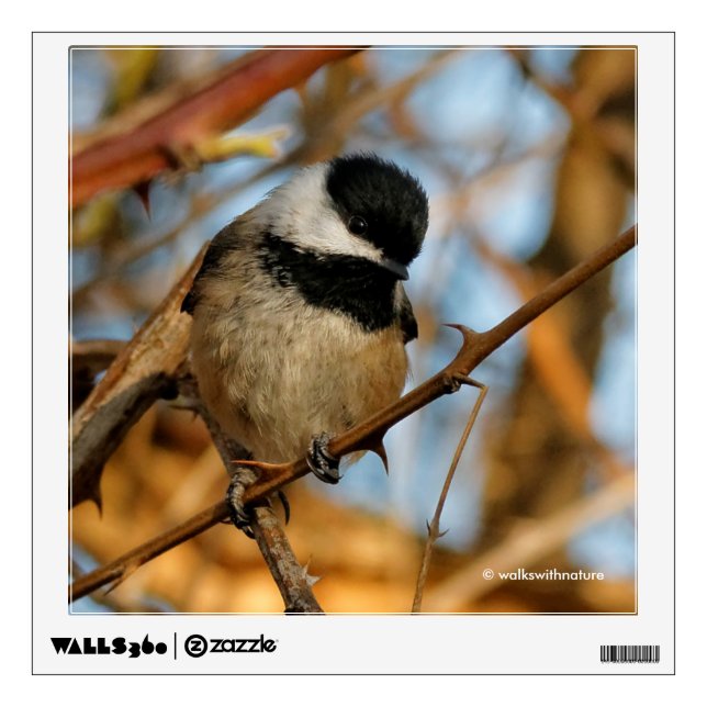 Cute Hopeful Black-Capped Chickadee Songbird Wall Decal (Front)