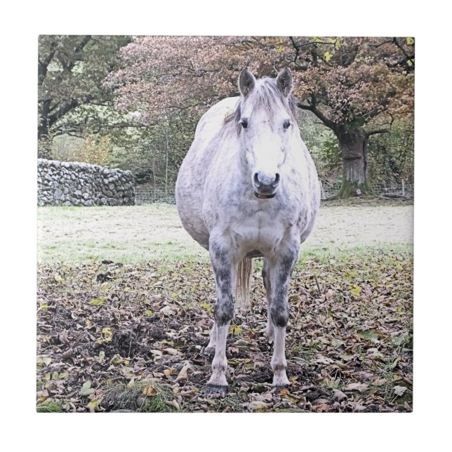 CUTE HORSE   CERAMIC TILE (Front)