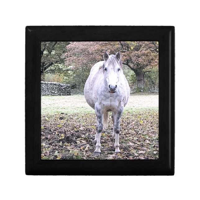 CUTE HORSE   GIFT BOX (Front)