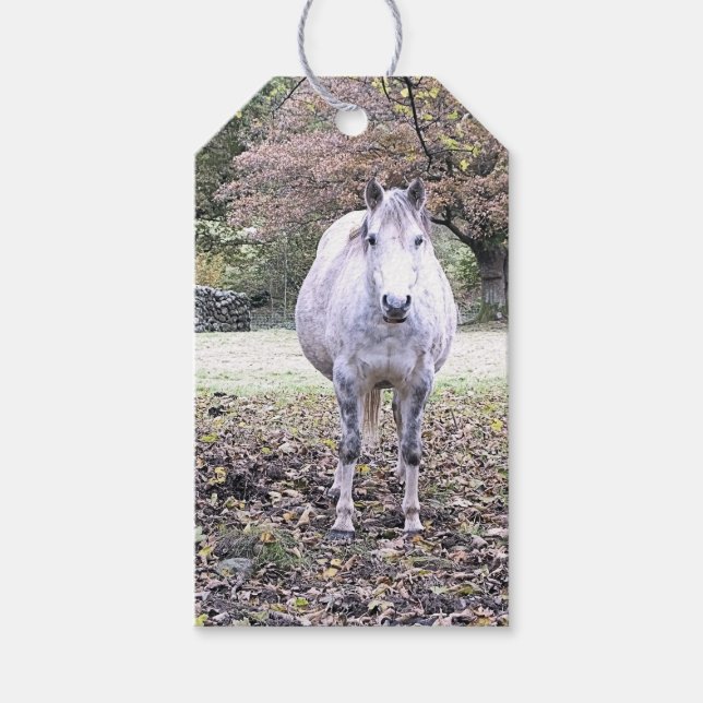CUTE HORSE  GIFT TAGS (Front)