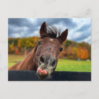 Cute horse postcard