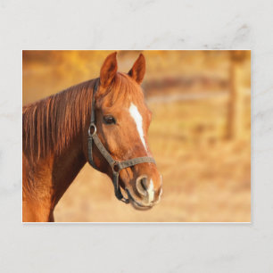 CUTE HORSE POSTCARD