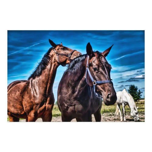 cute horses Brown_Black_White hors Ranch Paddock  Photo Print