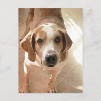 Cute Hound Dog Portrait Photo Postcard