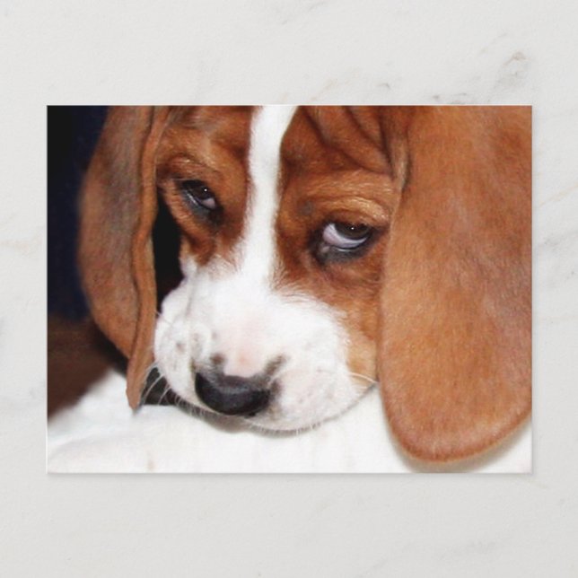 Cute Hound Dog Puppy Postcard (Front)