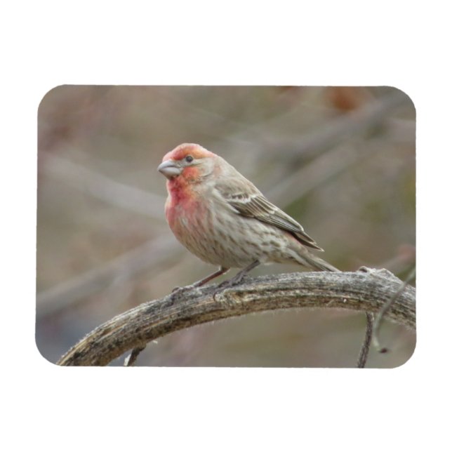 Cute House Finch Magnet (Horizontal)