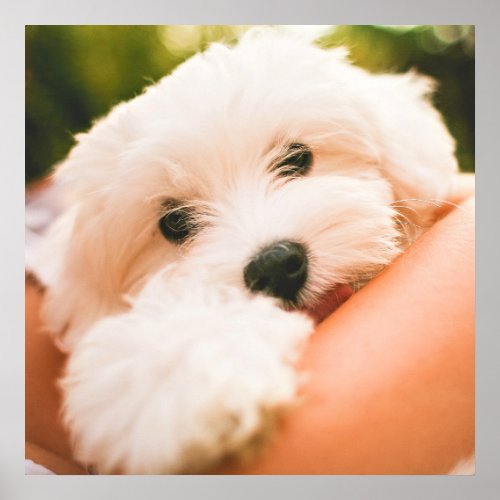 Cute  Huggable Dog Close_Up poster