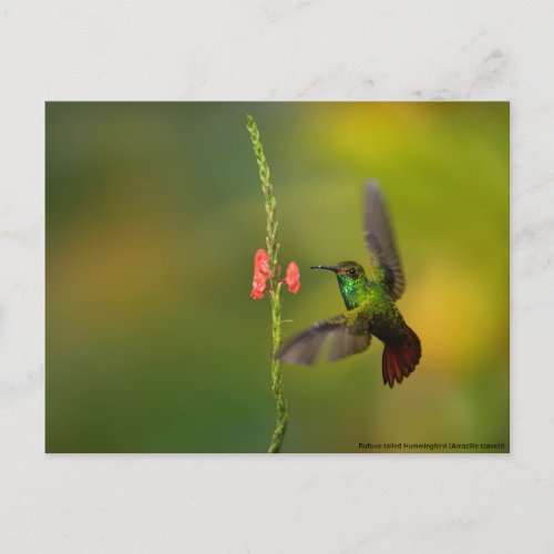 Cute Hummingbird and Flower wildlife Costa Rica Postcard