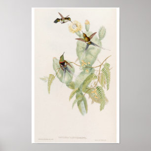 Cute Hummingbirds on Cactus Flower by John Gould Poster