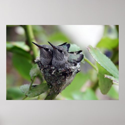 Cute Hummingbirds Photo Poster