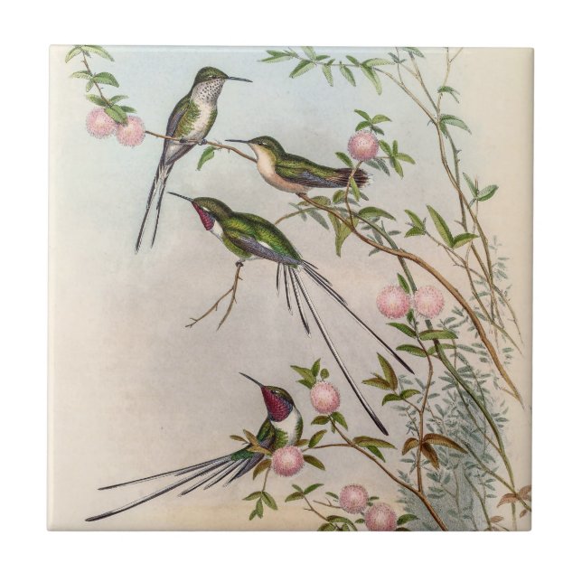 Cute Hummingbirds with Pink Flowers by John Gould Ceramic Tile (Front)