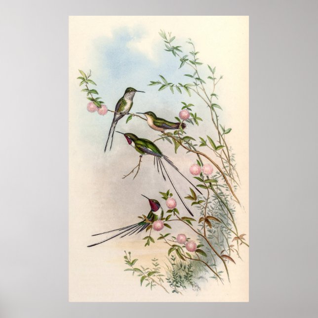 Cute Hummingbirds with Pink Flowers by John Gould Poster (Front)