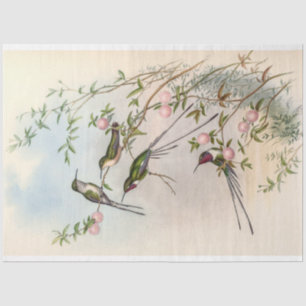 Cute Hummingbirds with Pink Flowers by John Gould Tissue Paper