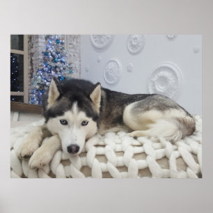 Cute Husky Dog Beautiful Portrait Poster