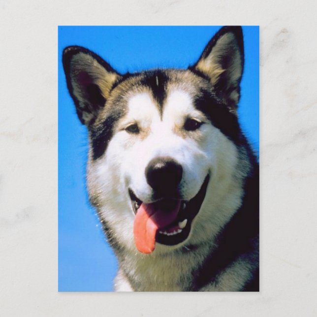 Cute husky dog color photograph postcard (Front)
