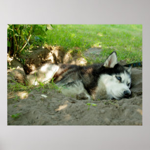 Cute Husky Dog Lying In The Sand Poster