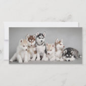 Cute Husky Puppies (Front)