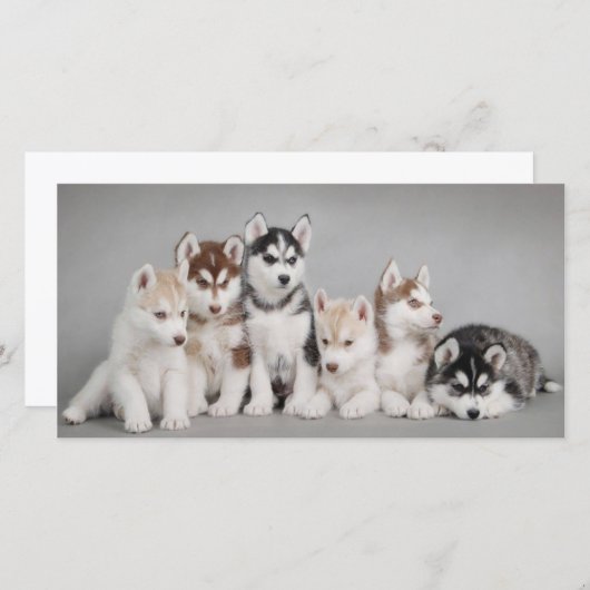 Cute Husky Puppies (Front/Back)