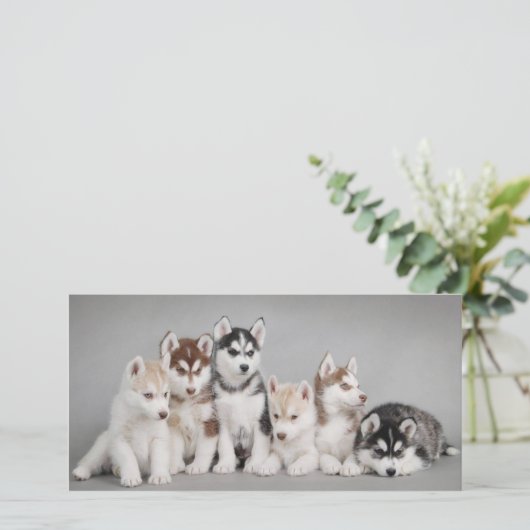 Cute Husky Puppies (Standing Front)