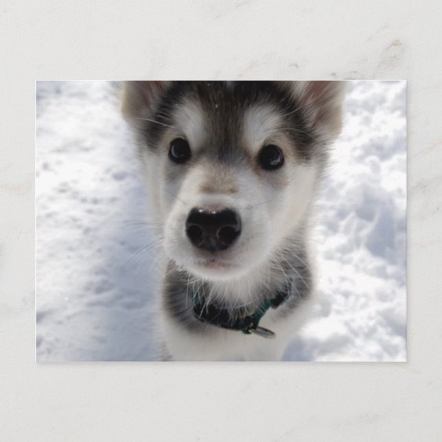 Cute husky puppy color photograph postcard (Front)