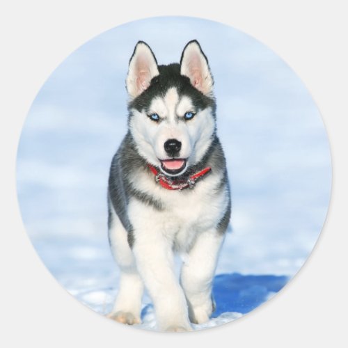 Cute Husky Puppy Dog Classic Round Sticker