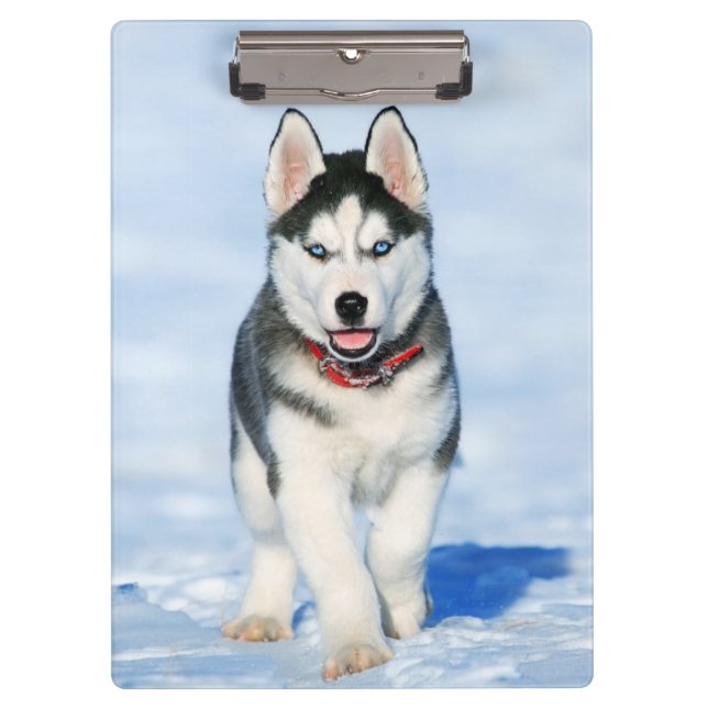 Cute Husky Puppy Dog in the snow Clipboard (Front)
