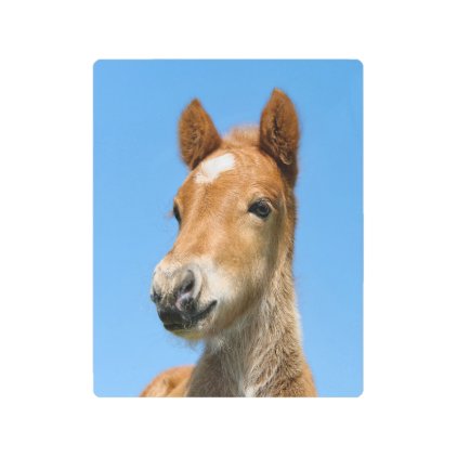 Cute Icelandic Horse Foal Pony Head Front -- Metal Print