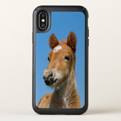 Cute Icelandic Horse Foal Pony Head Front Photo --