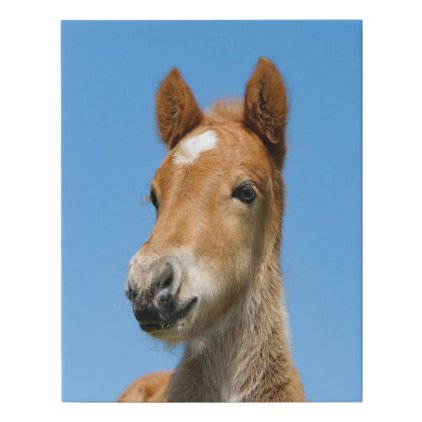 Cute Icelandic Horse Foal Pony Head Front Photo .. Faux Canvas Print