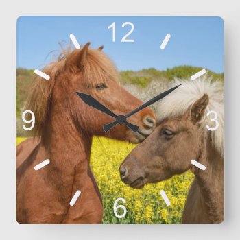 Cute Icelandic Horses Cuddle In A Spring Meadow - Square Wall Clock by Kathom_Photo at Zazzle