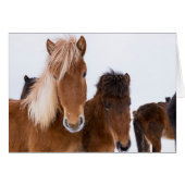 Cute Icelandic Horses Together (Front Horizontal)