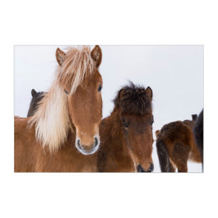 Cute Icelandic Horses Together Acrylic Print