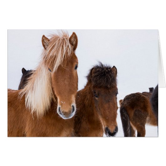 Cute Icelandic Horses Together Cards (Front Horizontal)