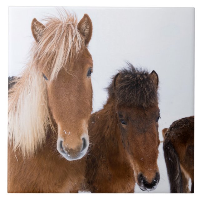 Cute Icelandic Horses Together Ceramic Tile (Front)