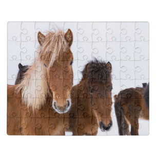 Cute Icelandic Horses Together Jigsaw Puzzle