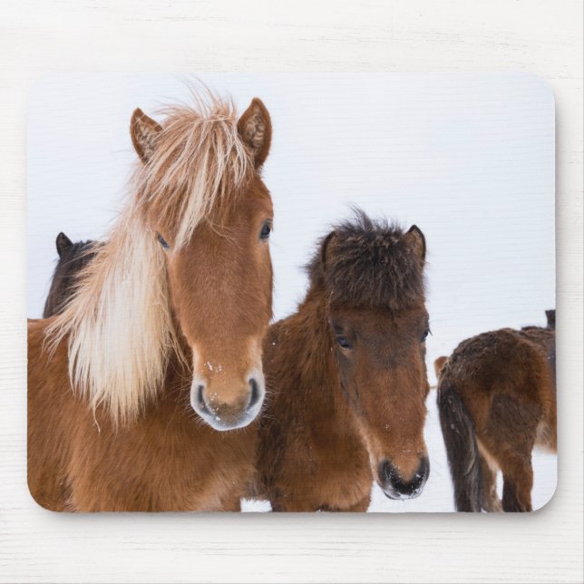 Cute Icelandic Horses Together Mouse Pad (Front)