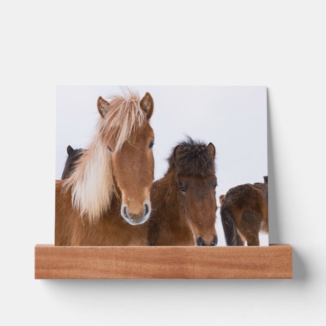 Cute Icelandic Horses Together Picture Ledge (Front)