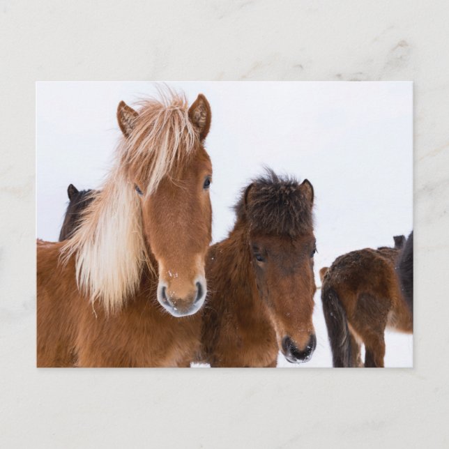 Cute Icelandic Horses Together Postcard (Front)
